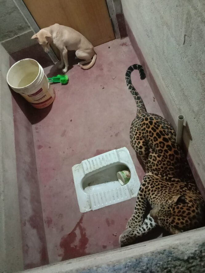 Бездомный пес выжил, проведя 7 часов в одной комнате с леопардом