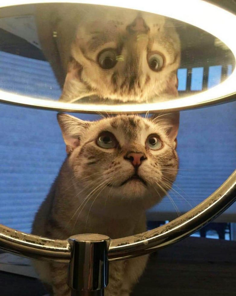 20 встреч животных с зеркалами