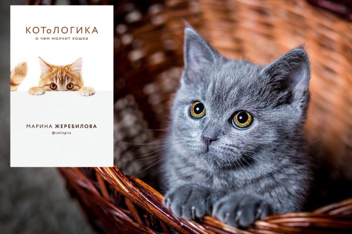 8 увлекательных книг о котах, в которых они стали главными героями