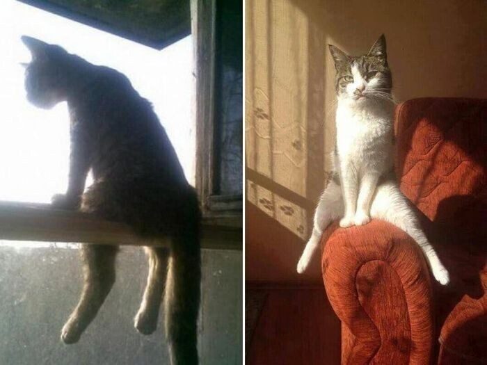 Коты, которые умеют сидеть по-человечески