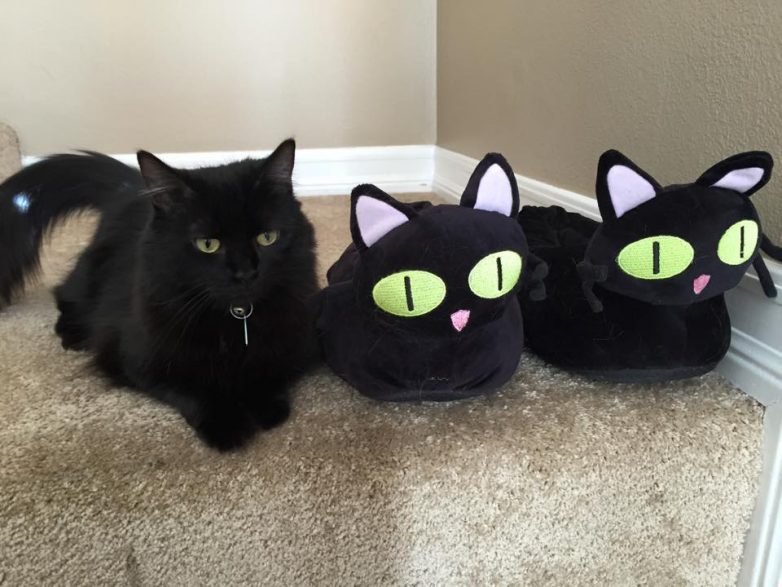 Убедительные доводы, что зря ругают черных кошек, ох и зря