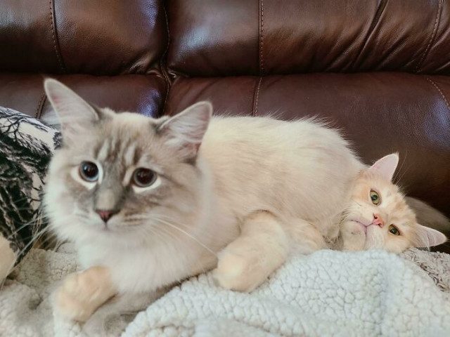 Наглядные причины, почему две кошки лучше, чем одна