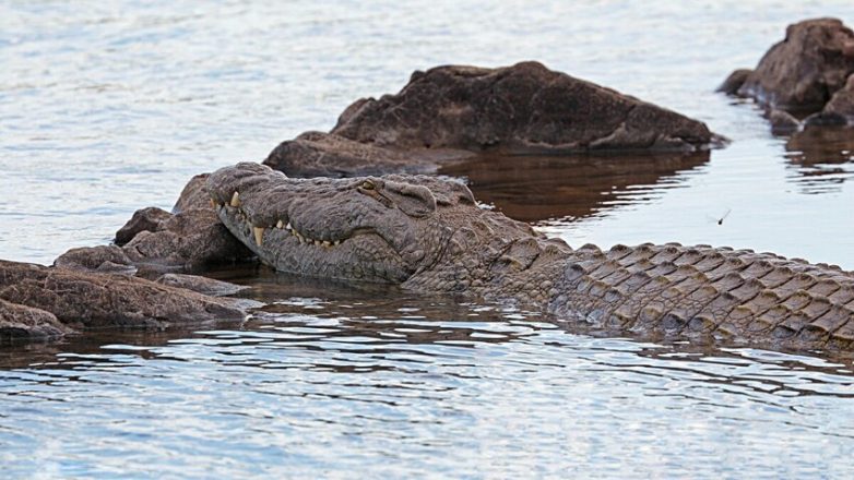 9 фактов о крупнейшем крокодиле Африки