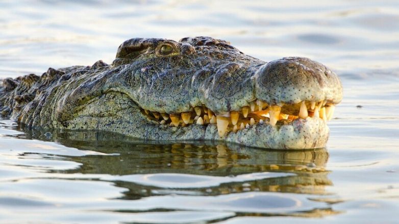 9 фактов о крупнейшем крокодиле Африки