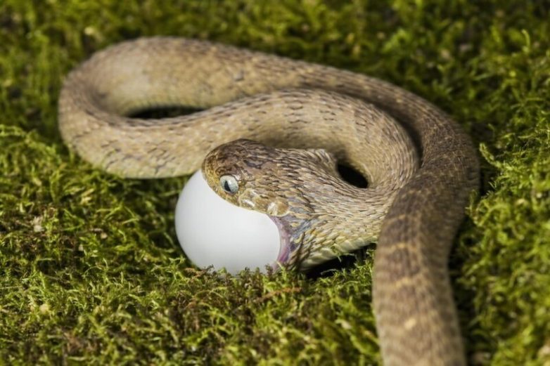 Интересные факты о змее яйцееде