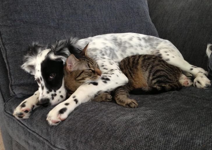 Кошка с собакой вполне могут жить в любви и гармонии