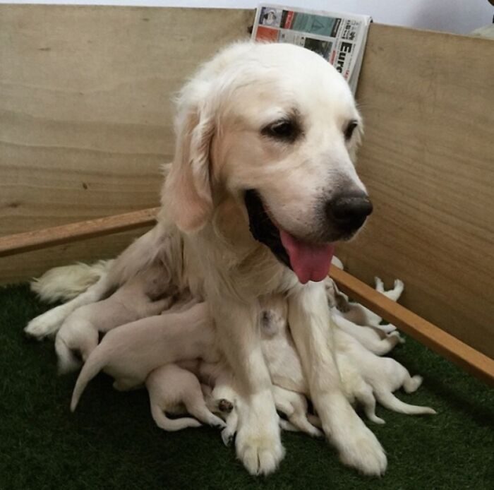 Гордые собаки-мамочки со своими щенками, глядя на которых сердце тает само собой