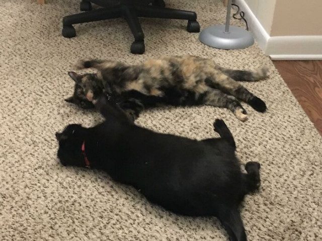 Кошка в доме — это хорошо, а две — ещё лучше!