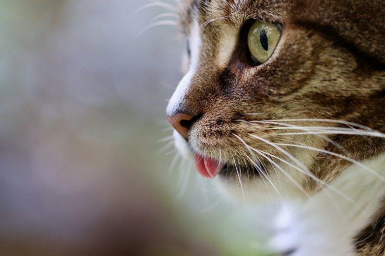 Для чего кошкам шершавый язык
