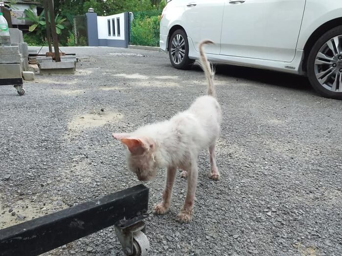 Уличную кошку спасли от неминуемой гибели