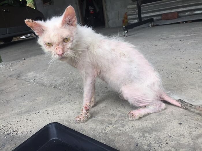 Уличную кошку спасли от неминуемой гибели