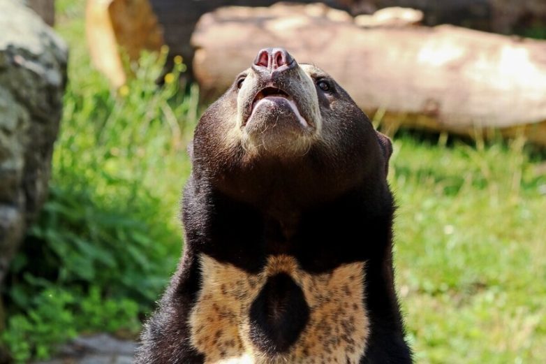 10 интересных фактов о самом мелком из представителей медвежьих