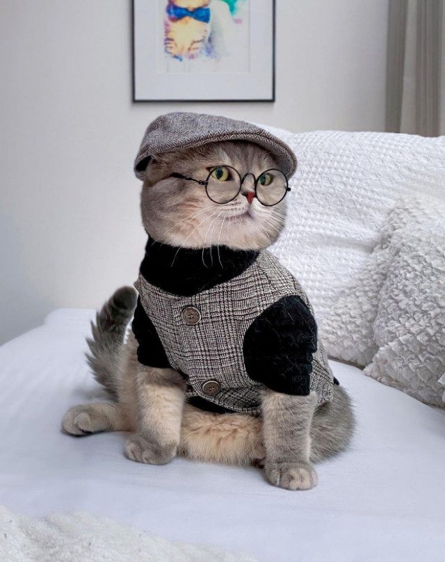 Бродячий кот нашёл новый дом и стал Instagram-знаменитостью