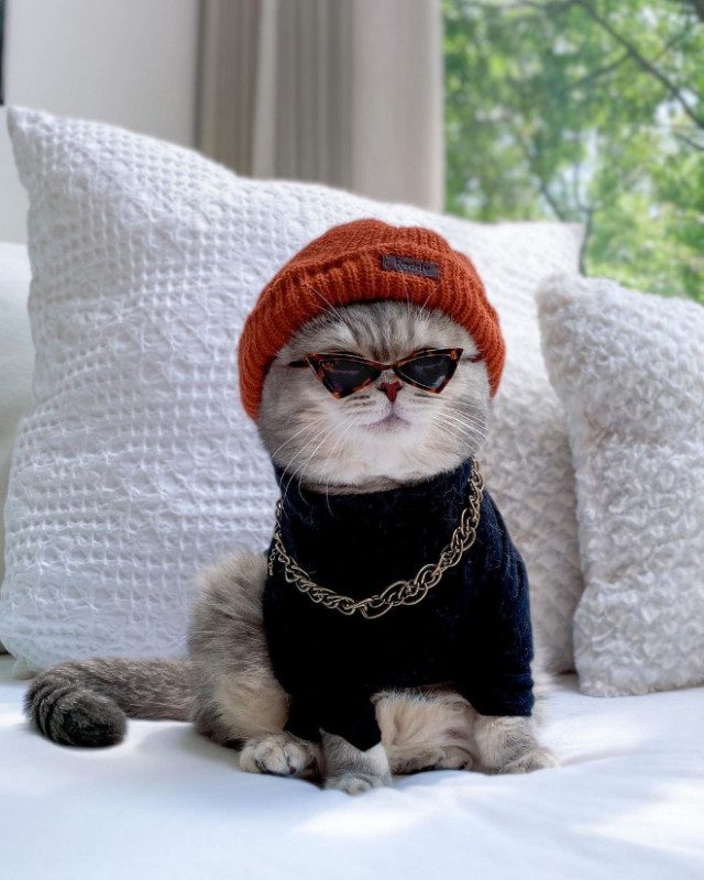 Бродячий кот нашёл новый дом и стал Instagram-знаменитостью