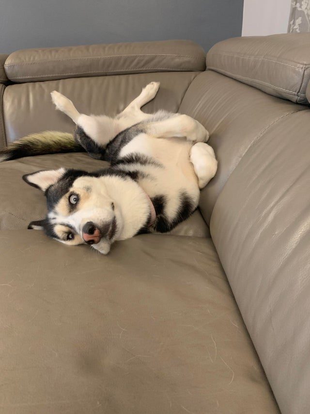 Фото весёлых собак, которые и дня не могут прожить, чтобы не рассмешить своих владельцев
