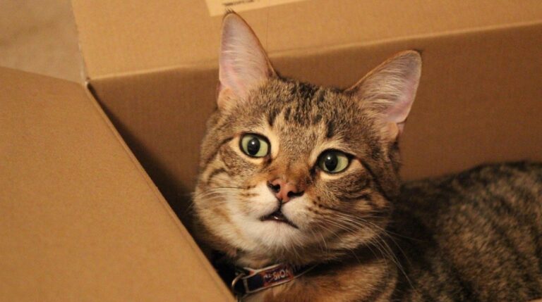 Почему кошки обожают картонные коробки?