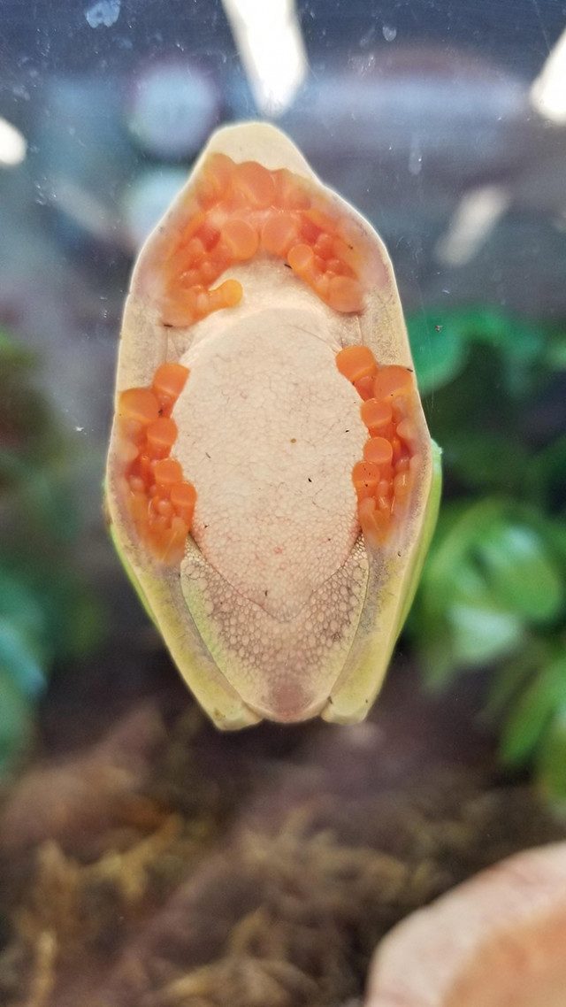 Вы видели, как выглядят лягушки на стекле?
