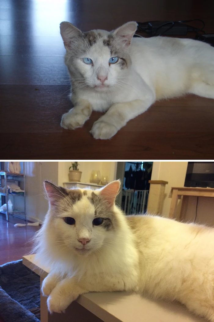 Кошки до и после спасения, которых любовь и забота превратила в великолепных красавчиков