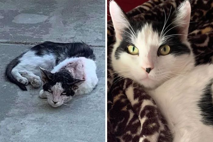 Кошки до и после спасения, которых любовь и забота превратила в великолепных красавчиков