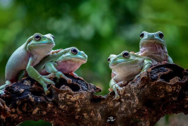 Красочные фотографии лягушек индонезийского фотографа