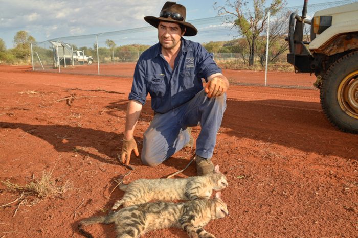 Почему в Австралии запрещают выпускать кошек на улицу