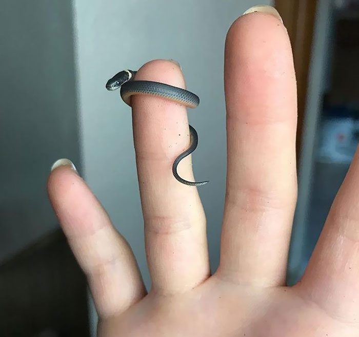 Крошечные животные, которые умещаются на одном пальце, доказывая, что маленький = милый