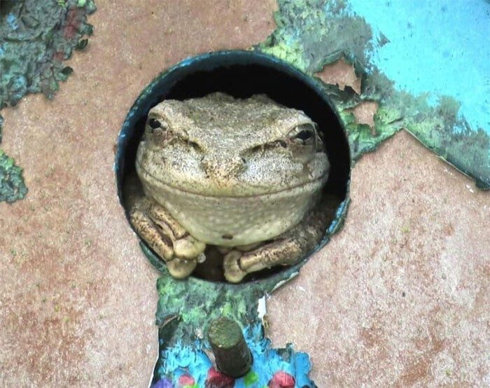 Милые и смешные фото лягушек, которые заставят улыбнуться