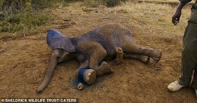 В Кении слоненок попал в ловушку браконьеров