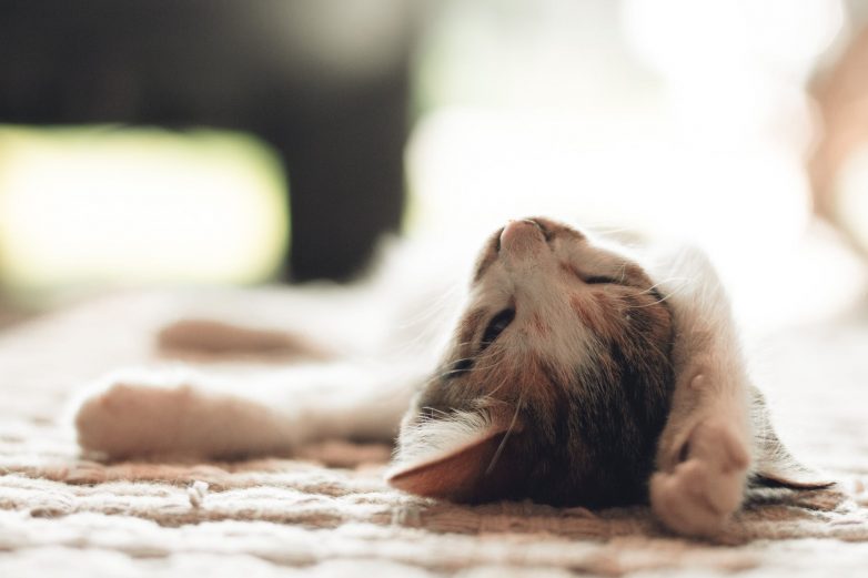 Почему кошке вредно долго спать на тёплой батарее