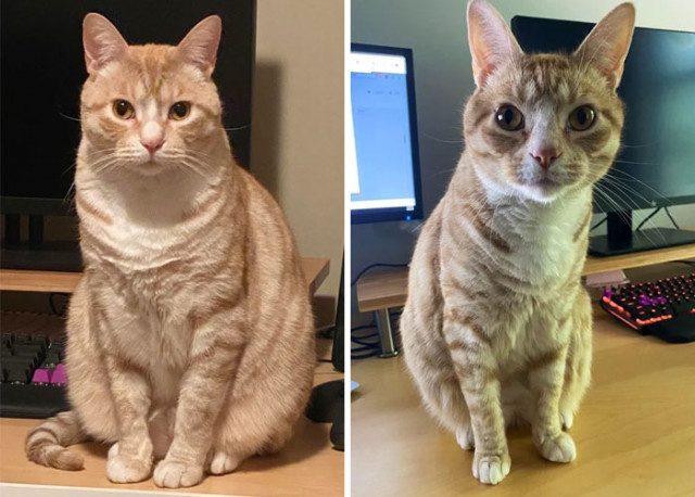 Фотографии домашних питомцев, сделанных до и после их похудения