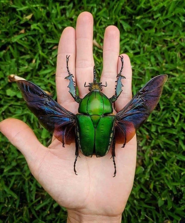 Диковинные насекомые, которых природа создавала с особым энтузиазмом