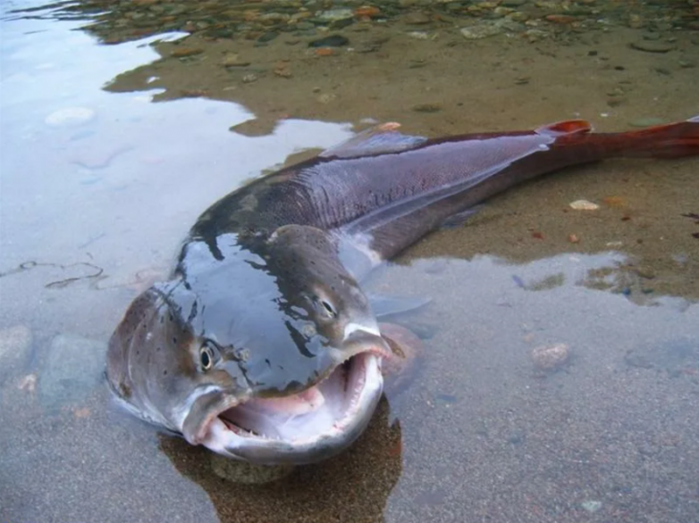 Крупнейший лосось с легкостью охотится на сухопутных животных