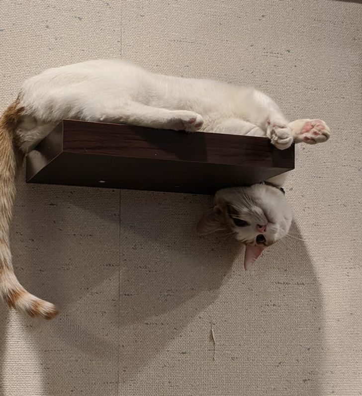 Коты, которые придумали свои законы физики и не хотят делиться с хозяевами
