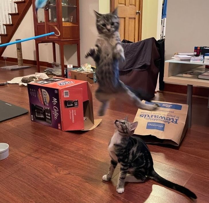Коты, которые придумали свои законы физики и не хотят делиться с хозяевами