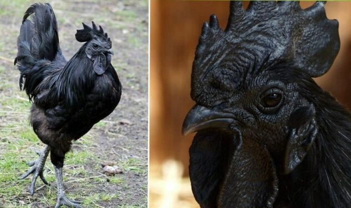 Где на Земле живут чёрные курицы, и какие мифы про них рассказывают