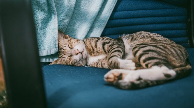 В какой позе спит ваша кошка и что это может значить?
