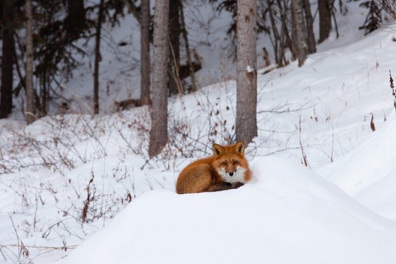 Почему лисице нелегко жить зимой