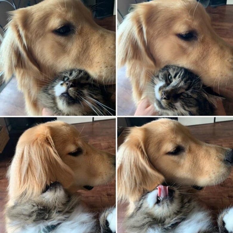 Настоящая дружба между кошкой и собакой