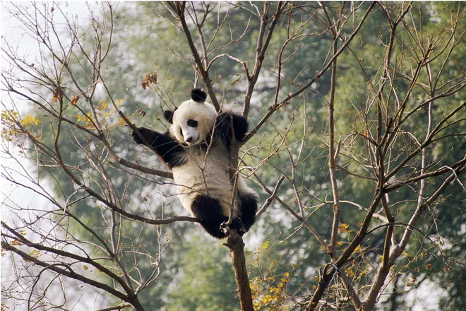 Посетители зоопарка сняли на видео криминальный побег панды