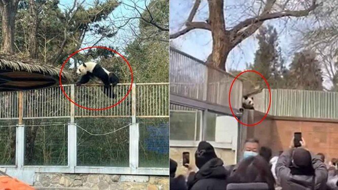 Посетители зоопарка сняли на видео криминальный побег панды