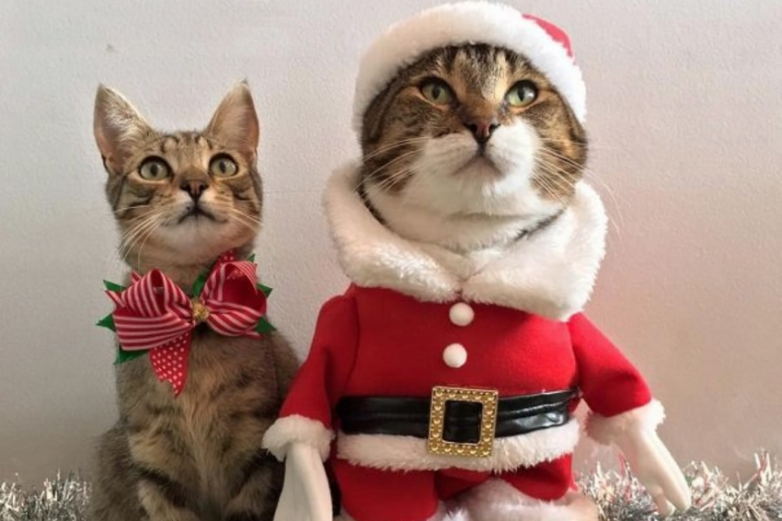 Коты в новогодней одежке