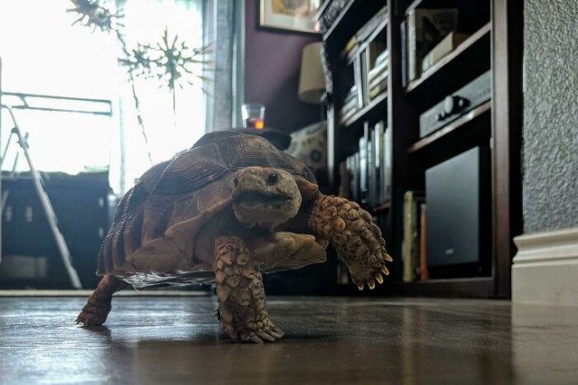 Фотографии, глядя на которые, понимаешь, что черепахи — это забавные и очаровательные существа