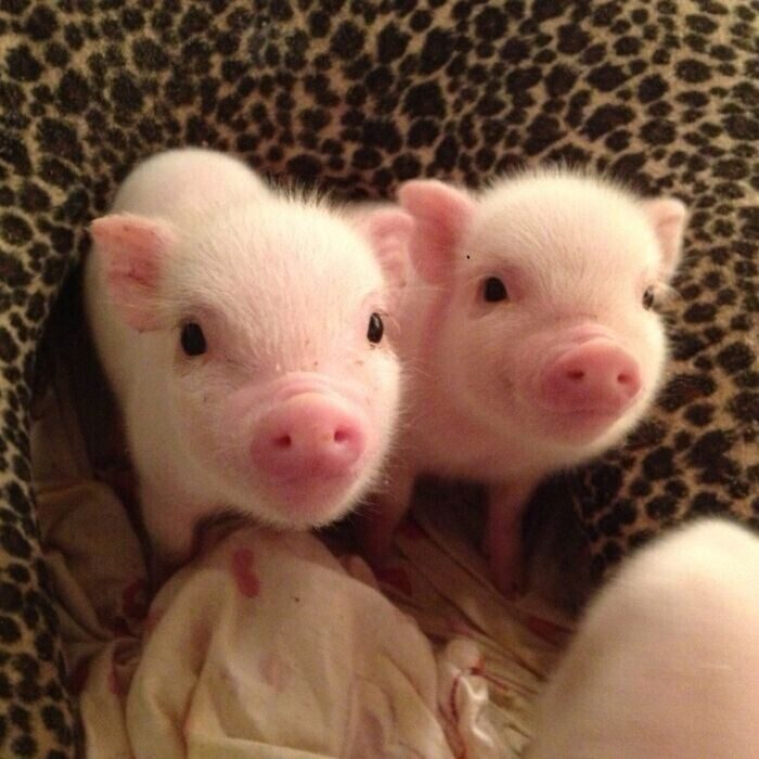 Чудесные фото со свинками, которые вызывают умиление