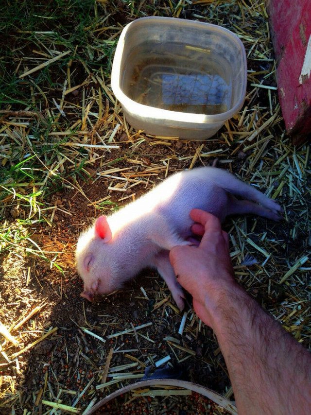 Фотографии, доказывающие, что свиньи — очень милые и общительные животные