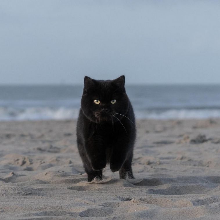 Черные коты, которые просто очаровывают людей своей мистической харизмой