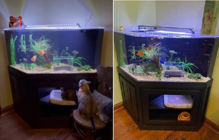 Зачем коту хозяева подарили аквариум