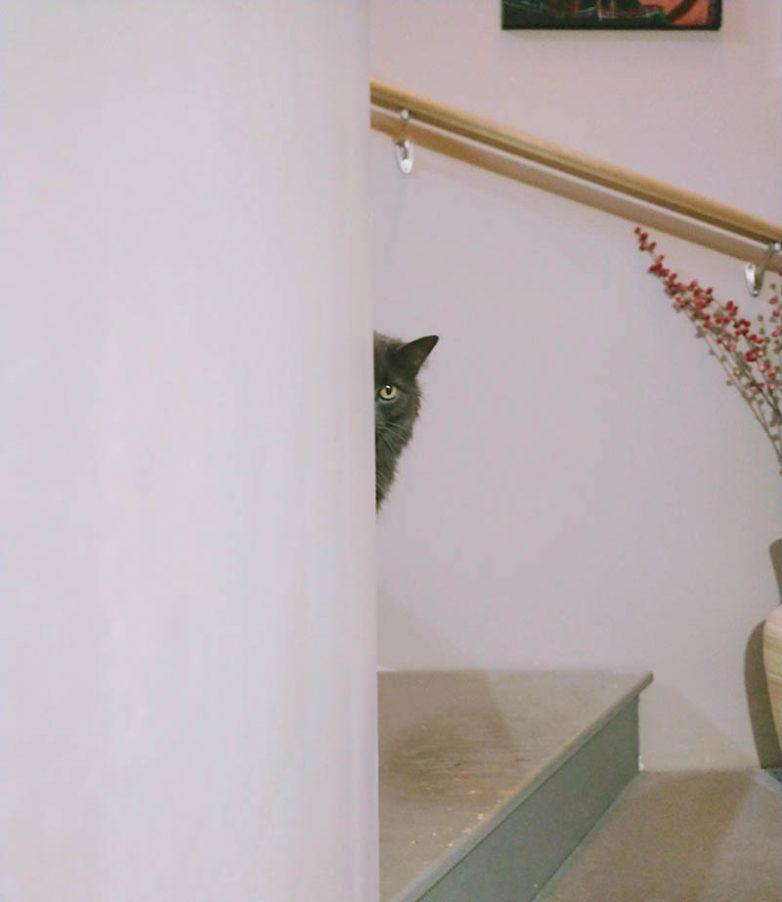 Аргументы в пользу того, что ниндзя учились прятаться у кошек-бакэнэко