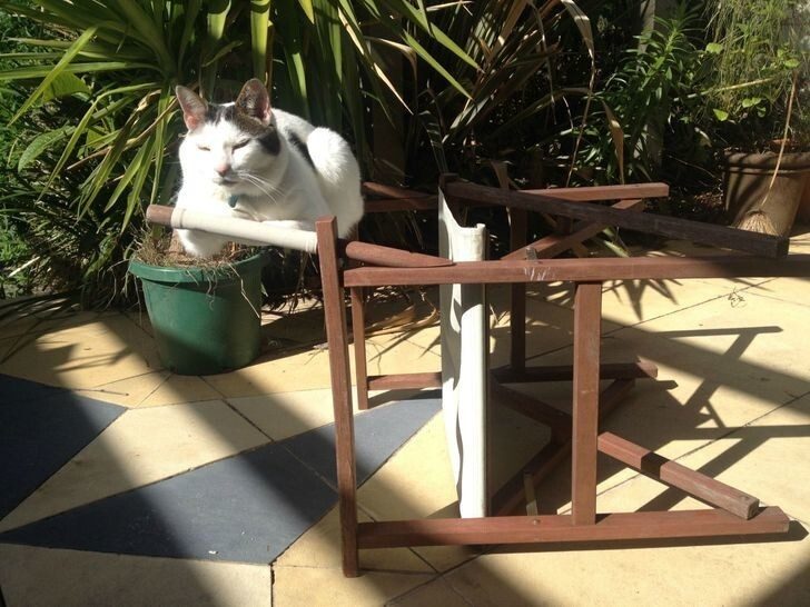 Коты, бросившие вызов законам физики