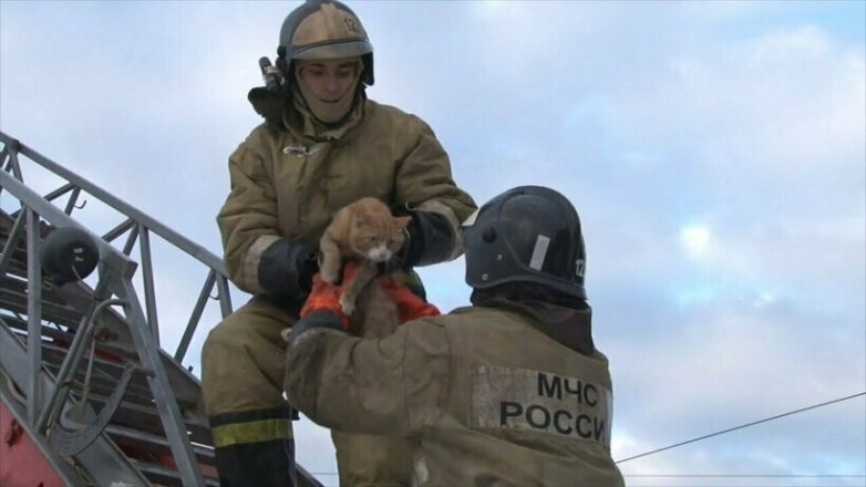 Взгляд животных, которых спасли сотрудники МЧС и пожарные