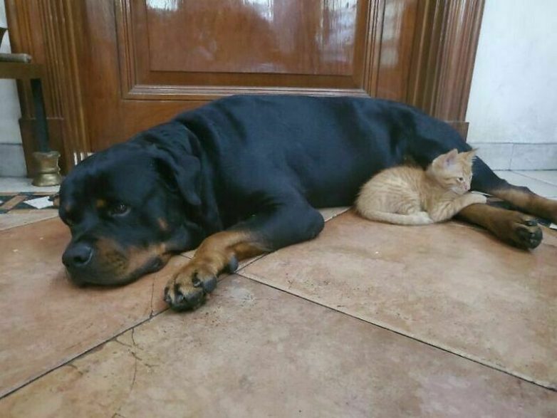 Очаровательные снимки о том, что дружба между кошкой и собакой существует